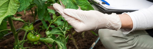 person wearing white nitrile gloves and handling lettuce