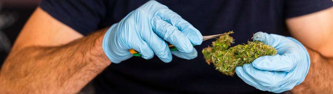 person trimming cannabis while wearing blue nitrile gloves