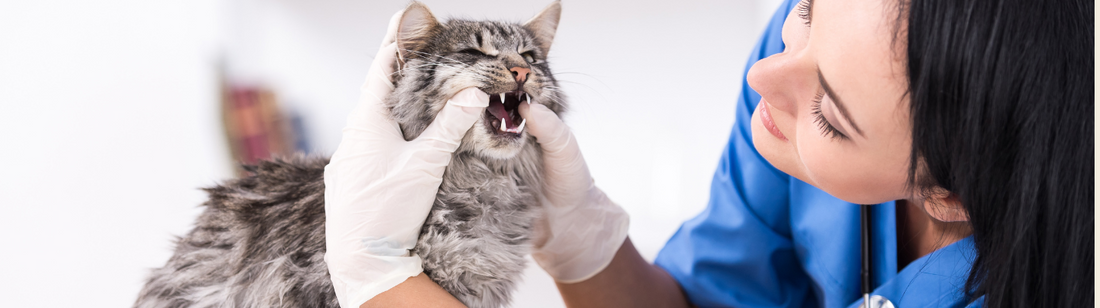 Vet wearing white latex gloves and examining a cat's teeth
